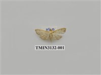 藏品(螟蛾257)的圖片